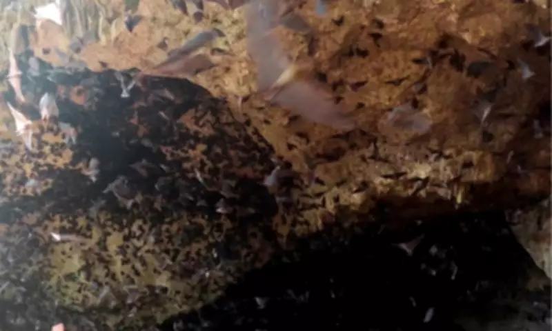Rapid Assessment of Balite Cave Aims to Boost Conservation Efforts