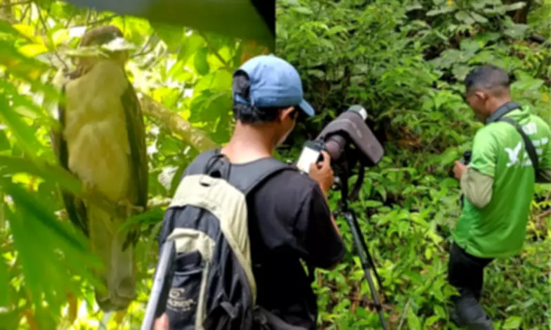 Translocated Philippine Eagle Lakpue Thriving One Year After Release in Leyte