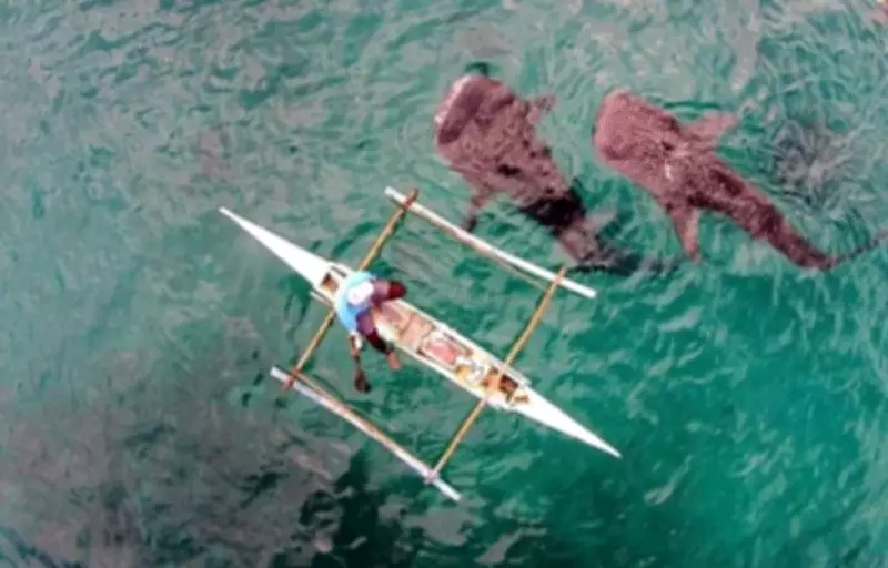 Whale Shark Tours Resume in Oslob But Operations Depend on Daily Sightings