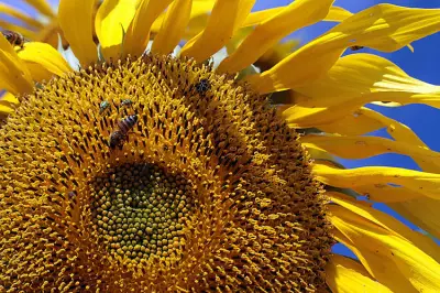 Beekeeping Grows in Davao Region as Pollinator Role Gains Recognition