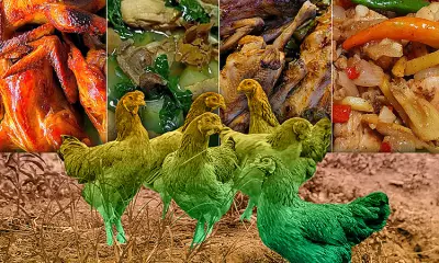 Bisayang Manok: The Flavorful Native Chicken of Cebu That Defies Fast Food