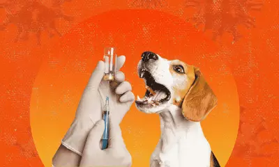 Cebu City Faces Anti-Rabies Vaccine Shortage Amid Pet Ownership Debate