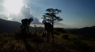 Cebu City Launches Narra Tree Planting Initiative for Climate Resilience