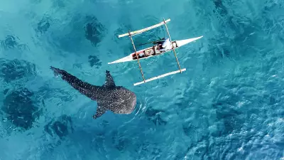 Oslob Whale Sharks Not Gone, Just Moved to Another Barangay, Tourism Office Clarifies