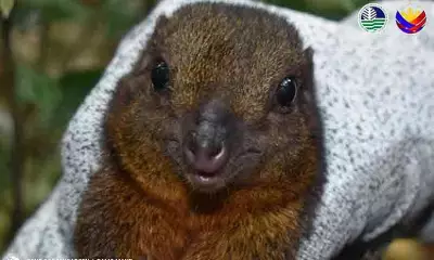 Rare Mindanao Treeshrew Discovered in Mount Apo Natural Park