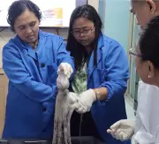 BFAR Trains Personnel on Octopus Reproductive Biology for Fisheries Management