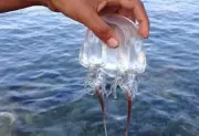 Cebu Province Issues Jellyfish Safety Guidelines for Summer Swimmers