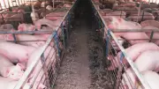 DA Bans Import of Animal Products from Greece Due to FMD