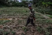 Drought Affects 663 Farmers, 234 Hectares in Cebu City