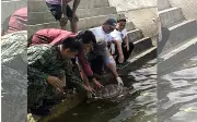 Green Sea Turtle Released Back to Sea in Zamboanga Sibugay