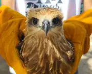 Juvenile Brahminy Kite and Macaque Rescued in Zamboanga del Norte