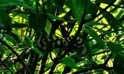 Mindanao Mangrove Snake Spotted in Davao Reserve