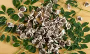 Moringa Seed Extract Removes 98% of Microplastics from Water, Study Finds