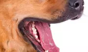PhilHealth Plans to Expand Animal Bite and Leptospirosis Benefits