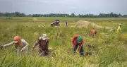 RAFC Davao Reports Strong Agri Project Results Across Region