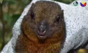 Rare Mindanao Treeshrew Discovered in Mount Apo Natural Park