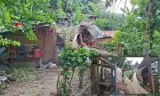 Tree Falls on House in Cebu City, Injuring 19-Year-Old Woman