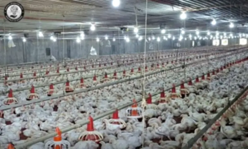 Asturias Mayor Imposes 'No Chick-In' Order on Poultry Farm Over Fly Infestation