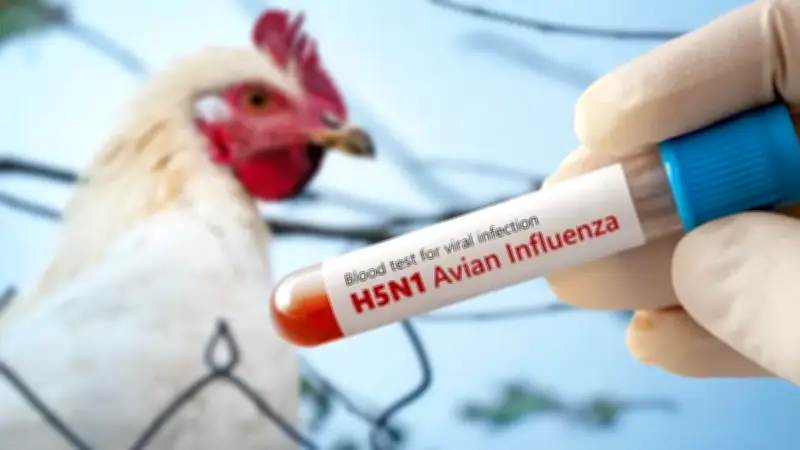 Australia Records First H5N1 Bird Flu Case in Migratory Seabird