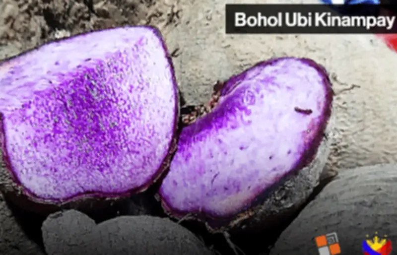 Bohol Seeks GI Protection for Prized Ubi Kinampay Yam