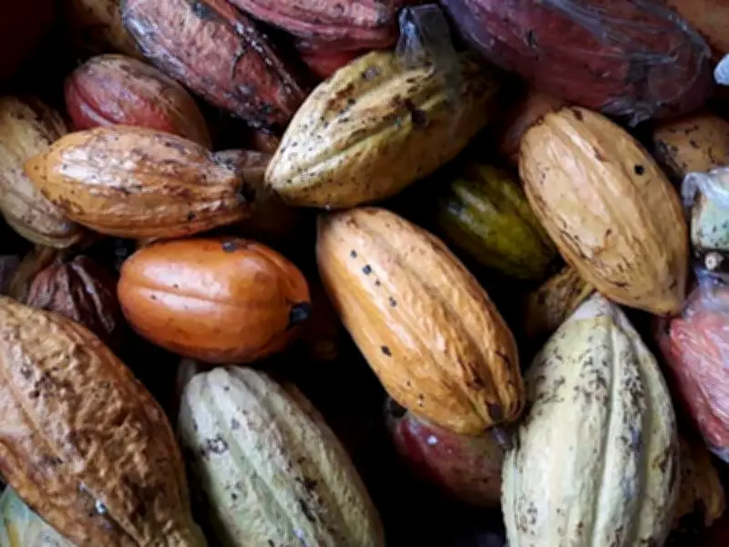 Cacao farming to aid 500+ former rebels in Davao Region reintegration