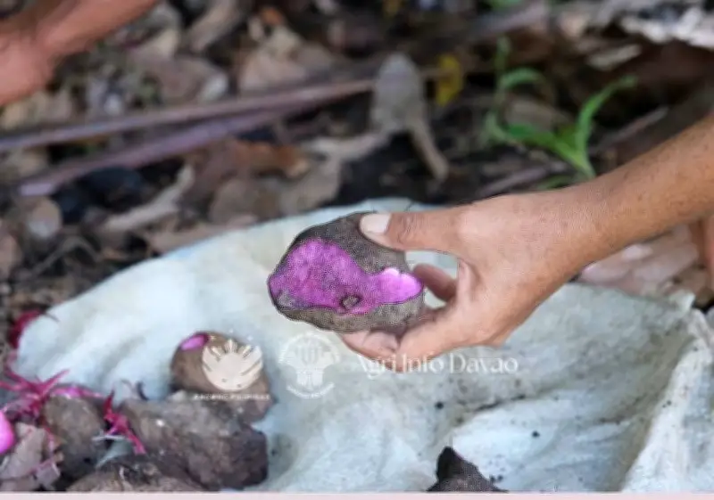 DA-Davao Helps Indigenous Farmers Tap Global Ube Market