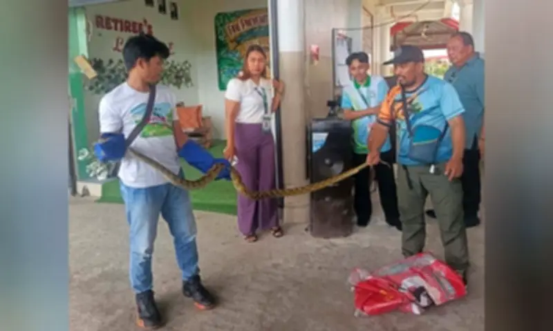 DENR Releases Reticulated Python Back into the Wild in Zamboanga Sibugay