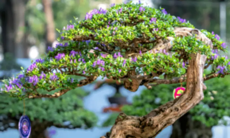 Japan Consulate Hosts Free Bonsai Workshop in Davao for 70th Anniversary