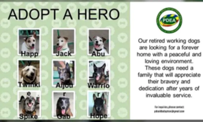 PDEA Seeks Adoptive Families for Nine Retired Narcotic Detection Dogs