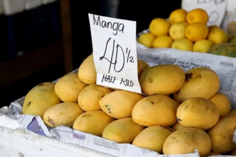 Philippine Mangoes Enter Canada: First Commercial Shipment Reaches North America