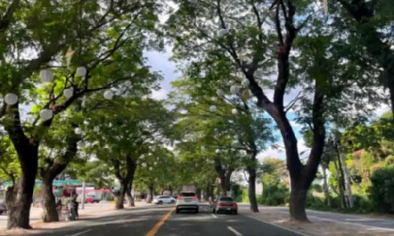 Urban Tree Inventory Planned for MacArthur Highway in San Fernando