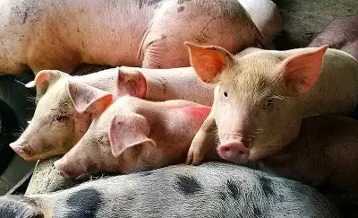 Cebu Tightens Borders to Protect P20 Billion Hog Industry from ASF Threat