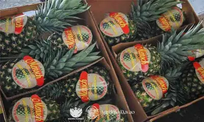 DA-Davao Expands Pineapple Exports to Saudi Arabia, Boosting Agricultural Trade
