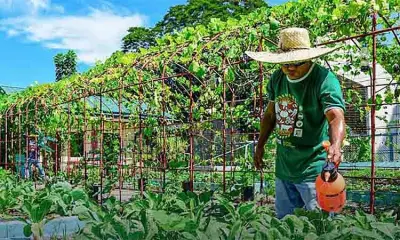 Davao City promotes organic urban gardening to cut food costs