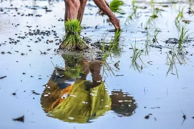 Landbank-NIA pact to boost credit access for farmers in irrigated areas
