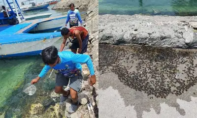 Thimble Jellyfish Spread in Lapu-Lapu City Prompts Removal and Warnings