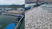 10 metric tons of tilapia lost to fish kill at Magat Dam in Isabela