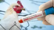 Australia Records First H5N1 Bird Flu Case in Migratory Seabird