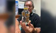 Brown Thimble Jellyfish Swarm Hits Lapu-Lapu City Waters