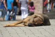 Cebu City Police Stations Now Accept Animal Abuse Complaints