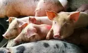 Cebu Tightens Borders to Protect P20 Billion Hog Industry from ASF Threat