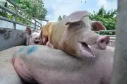 Cebu Tightens Port Checks After African Swine Fever Outbreak in Negros Occidental