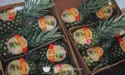 DA-Davao Expands Pineapple Exports to Saudi Arabia, Boosting Agricultural Trade