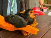 Rescued Writhed Hornbill Undergoes Rehabilitation in Zamboanga del Norte