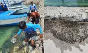 Thimble Jellyfish Spread in Lapu-Lapu City Prompts Removal and Warnings