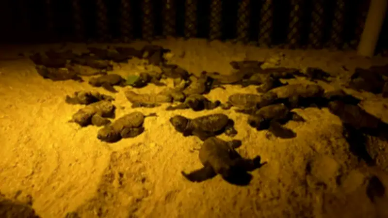 183 Green Sea Turtle Hatchlings Released into Panglao Waters