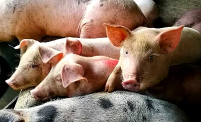 Cebu Bans Pig Imports from Negros for 45 Days Due to ASF