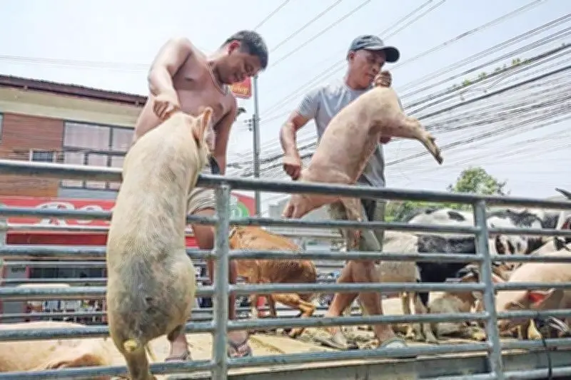 Cebu bans pork from Negros Island for 45 days due to ASF