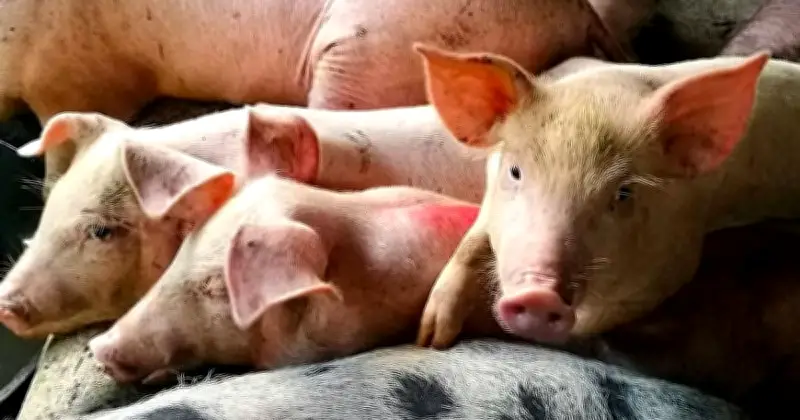 Cebu Considers Temporary Ban on Pork Products to Prevent ASF