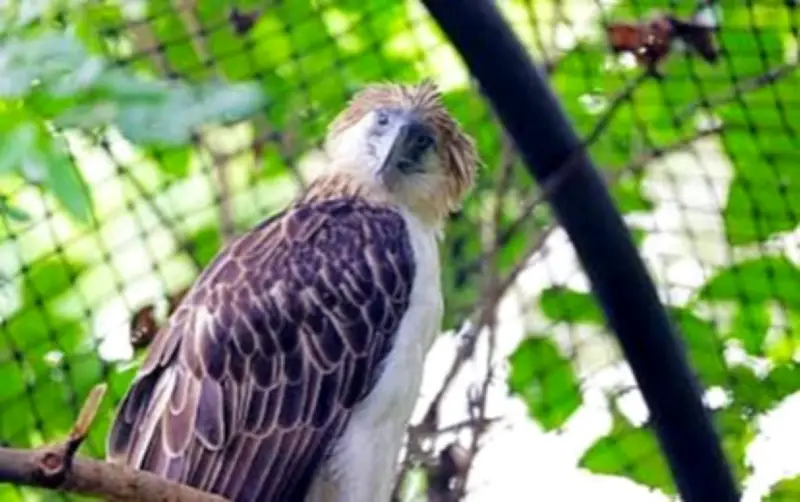 Eastern Visayas emerges as key Philippine eagle refuge